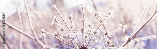 Blurry  soft focus natural winter background. Blurred umbrellas of dill are covered with frost on the background of a snow-covered field. 