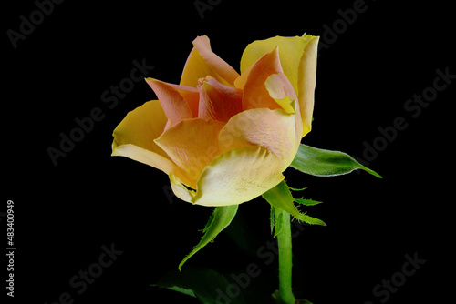 Pomarańczowa róża, pachnąca świeżość kwiatu. kompozycja róży na czarnym tle jako tekstura tła. Tło czarne i kolorowy kwiat. 