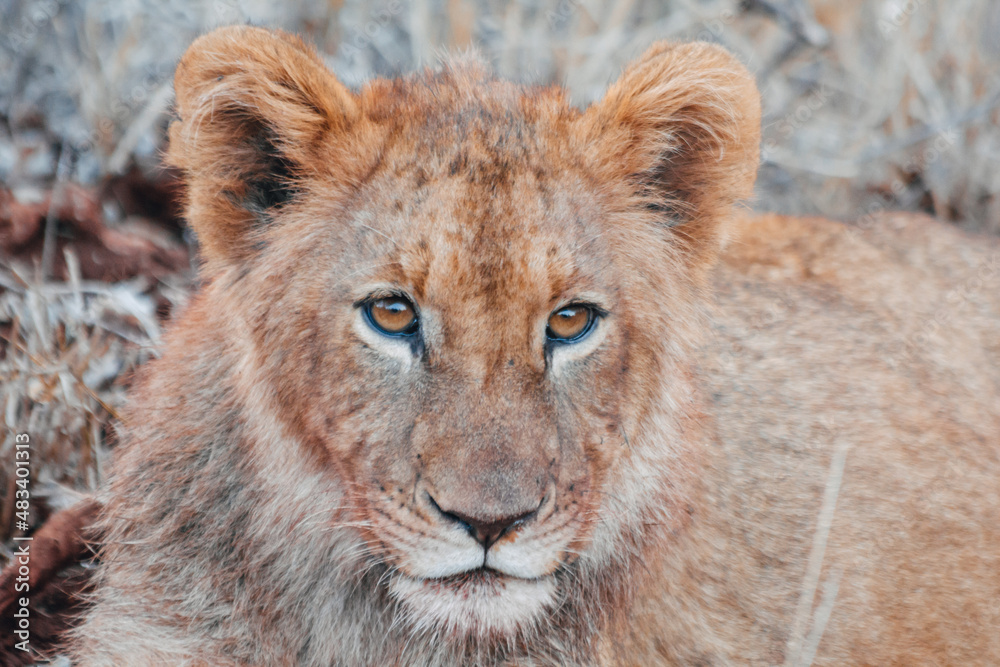 Fototapeta premium portrait of a lion