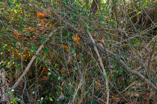 Textures, Thicket of dry bushes, without leaves, in winter in the background dry leaves fallen from the trees, and between the branches leaves and green branches of vines. © Javier Peribáñez
