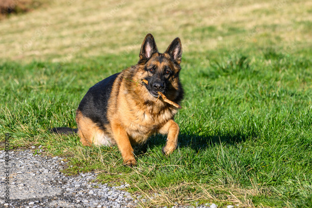 German shepherd with a stick in his mouth starts to get up from the ground to run towards the photographer, whom he stares at. Moment when the dog begins to run, the first gesture of the beginning of 
