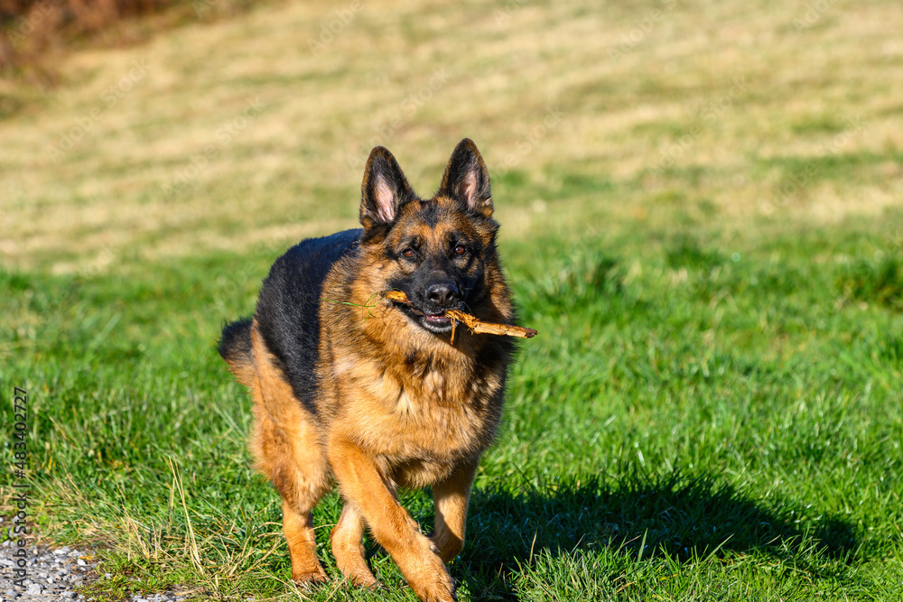 German shepherd with a stick in his mouth begins to walk quickly towards the photographer, in front, whom he stares at. Moment when the dog begins to run, the first gesture of the beginning of its rac German shepherd with a stick in his mouth begins to walk quickly towards the photographer, in front, whom he stares at. Moment when the dog begins to run, the first gesture of the beginning of its rac
