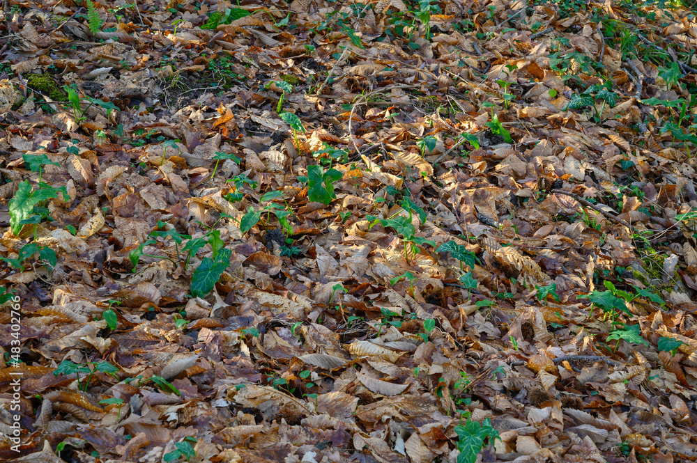 Textures, Soil in the field full of dry fallen leaves from the trees among which other green leaves of plants that are sprouting are emerging.