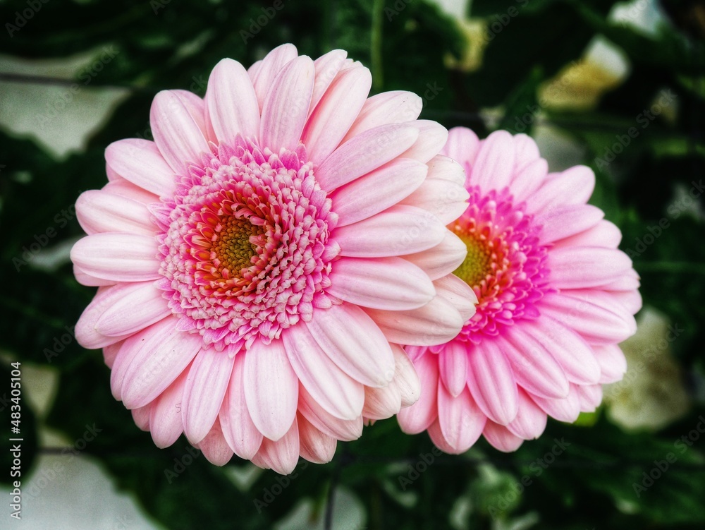 Obraz premium ガーベラ