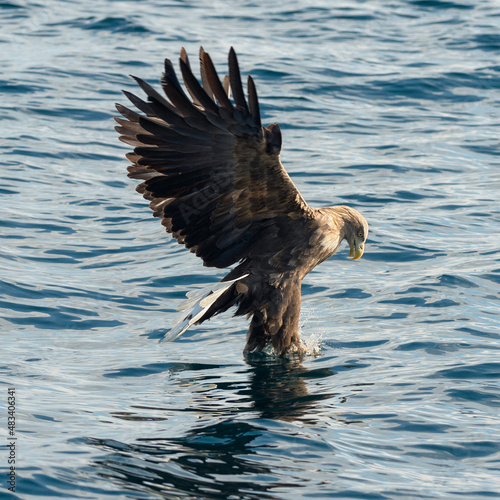Adult White-tailed eagles fishing. Blue Ocean Background. Scientific name: Haliaeetus albicilla, also known as the ern, erne, gray eagle, Eurasian sea eagle and white-tailed sea-eagle. Natural habitat