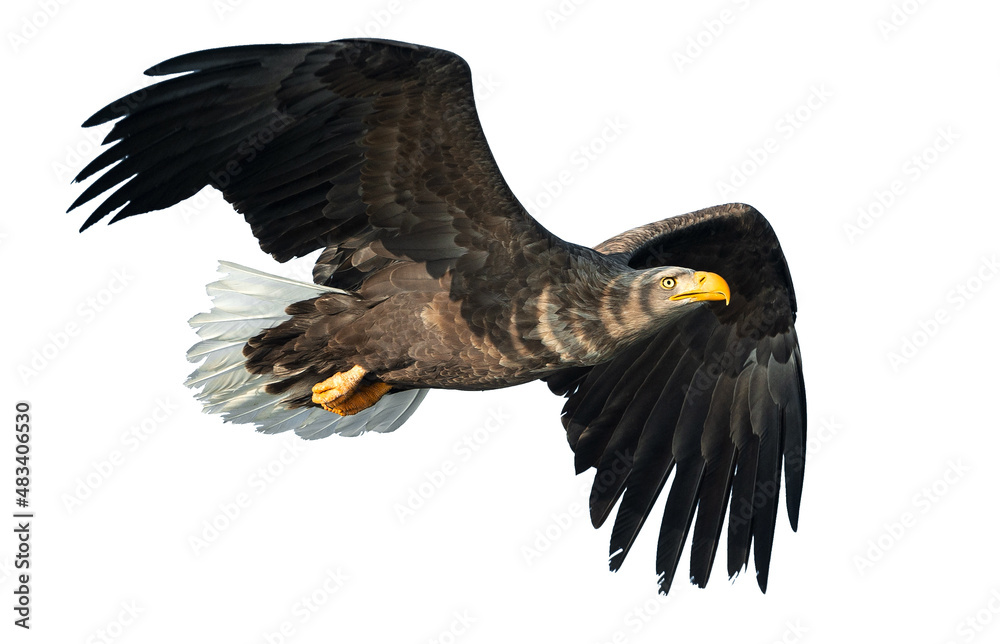 Obraz premium Adult White-tailed eagle in flight. Isolated on White background. Scientific name: Haliaeetus albicilla, also known as the ern, erne, gray eagle, Eurasian sea eagle and white-tailed sea-eagle.
