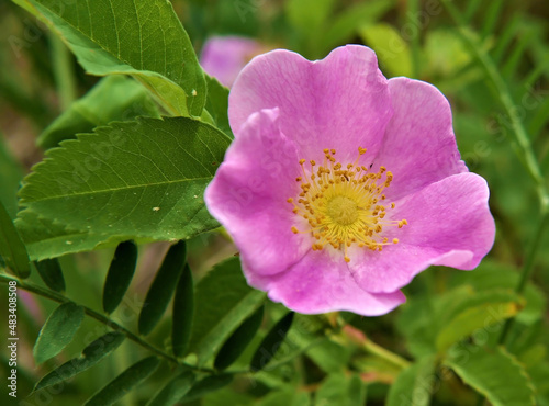 Close-up of a pink wild rose with blurred vegetation in the background.