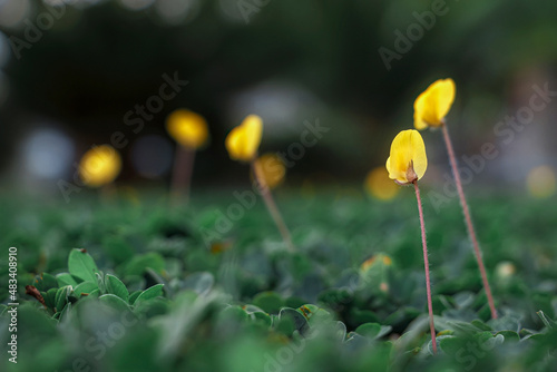 Arachis Repens Handro Grama Amendoin Forrageiro Fabaceae Magnoliophyta Fabales photo