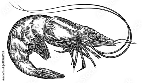 black and white engrave isolated shrimp illustration