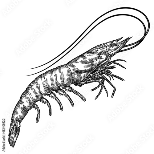 black and white engrave isolated shrimp illustration