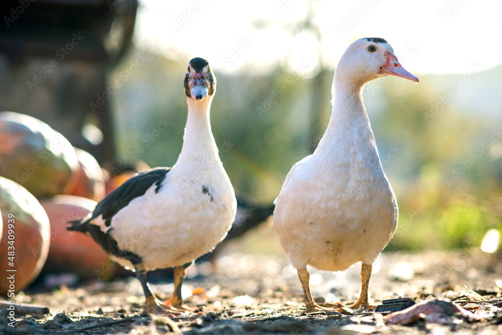 Ducks feed on traditional rural barnyard. Detail of a duck head. Close up of waterbird standing on barn yard. Free range poultry farming concept. Ducks feed on traditional rural barnyard. Detail of a duck head. Close up of waterbird standing on barn yard. Free range poultry farming concept.