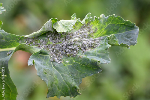 Photos Brevicoryne brassicae, commonly known as the cabbage aphid or cabbage aphis or mealy cabbage aphid on rapeseed leaf