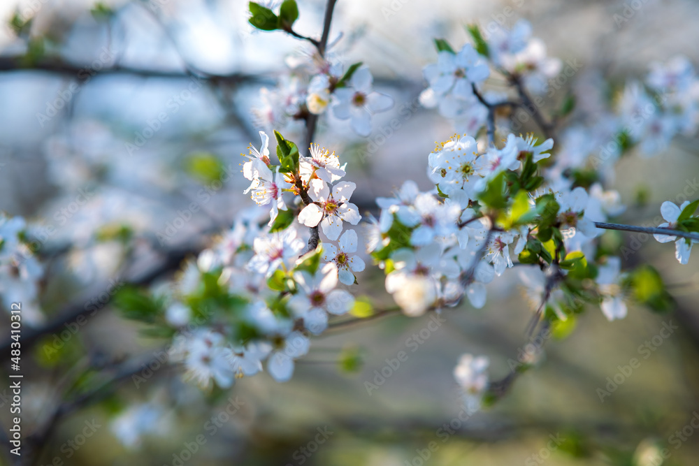 Fruit tree twigs with blooming white and pink petal flowers in spring garden. Fruit tree twigs with blooming white and pink petal flowers in spring garden.