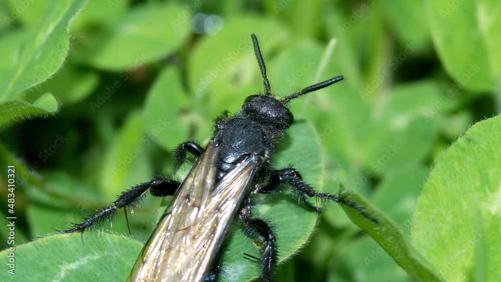 Tarantula hawk wasp in the grass in Cotacachi, Ecuador