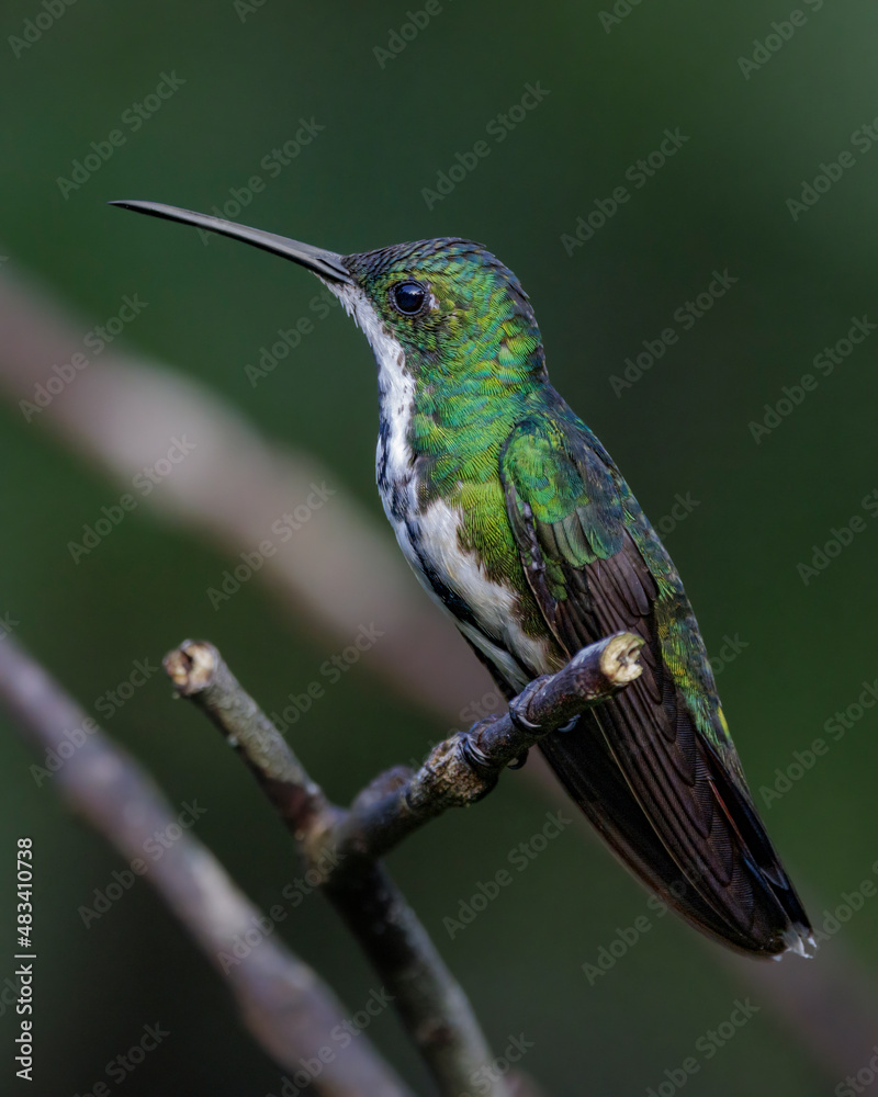 Obraz premium A small hummingbird perched on a tree branch