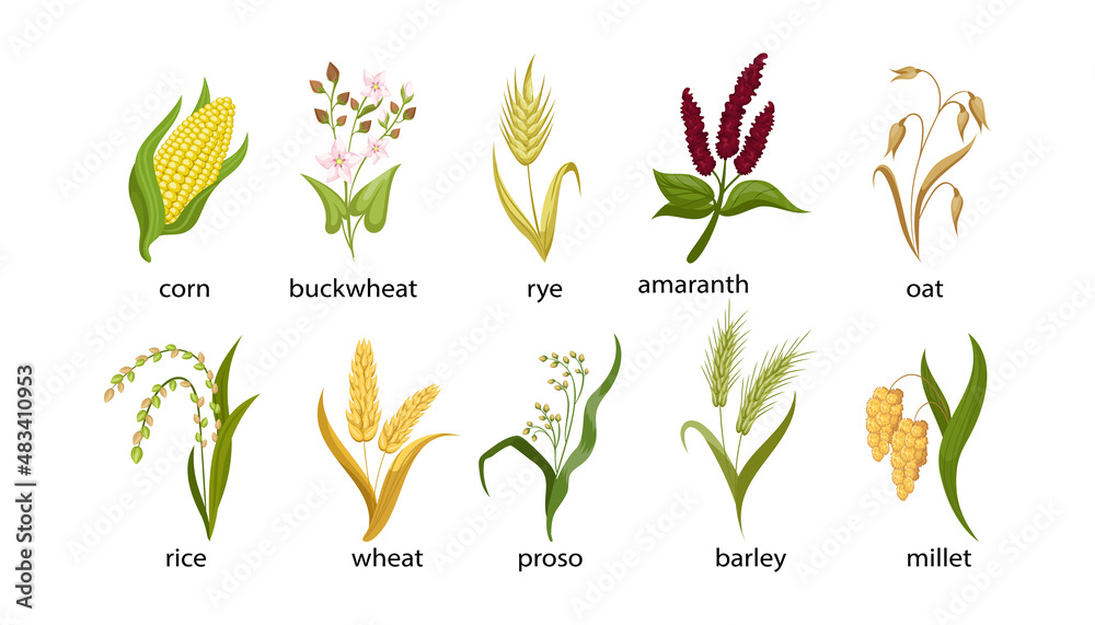 Cereal crops cartoon illustration collection. Out, corn, buckwheat, rye, amaranth, rice, spikelet of wheat, proso, barley, millet with green leaves isolated on white background. Plant, flowers concept - obrazy, fototapety, plakaty 