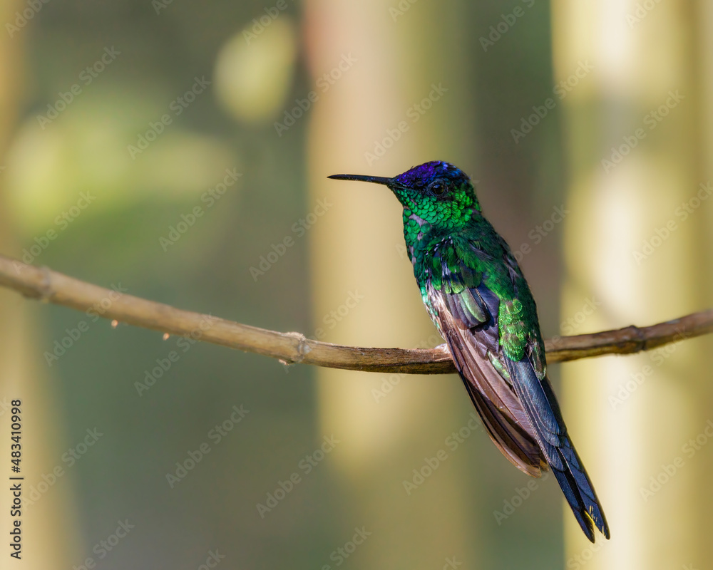 Fototapeta premium A hummingbird with metalling colors perched on a tree branch