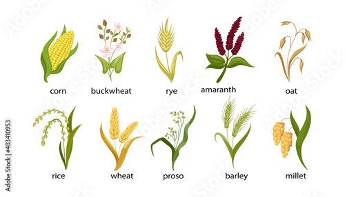 Cereal crops cartoon illustration collection. Out, corn, buckwheat, rye, amaranth, rice, spikelet of wheat, proso, barley, millet with green leaves isolated on white background. Plant, flowers concept photo