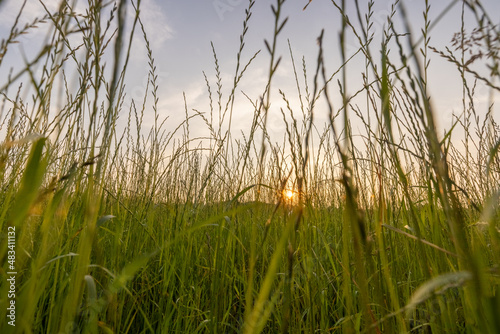 Autumn wildflowers blowing in the wind at sunset . High quality photo photo