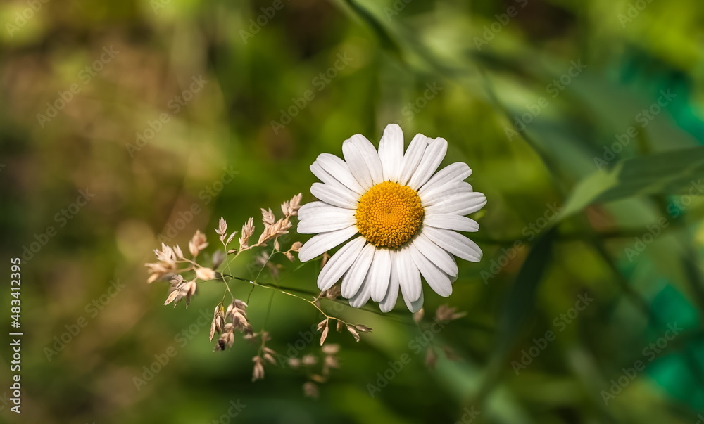 Fototapeta premium Garden Daisy in the flowerbed in summer closeup