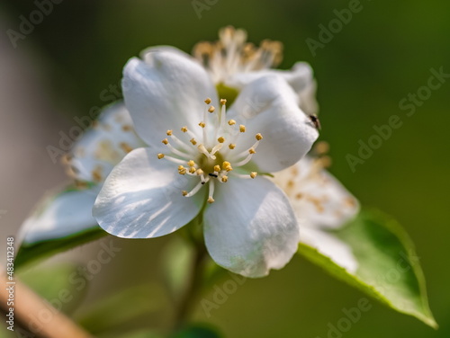 Flowers white Jasmine close-up on green background