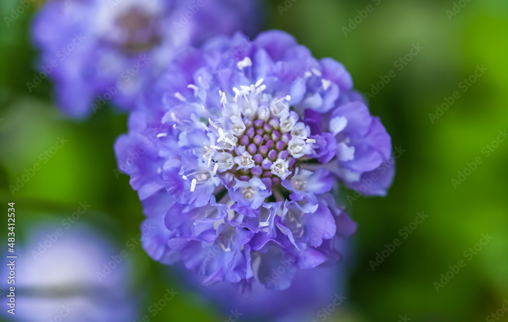 Blue Scabious flower close-up on the background of greenery in the garden in summer Blue Scabious flower close-up on the background of greenery in the garden in summer