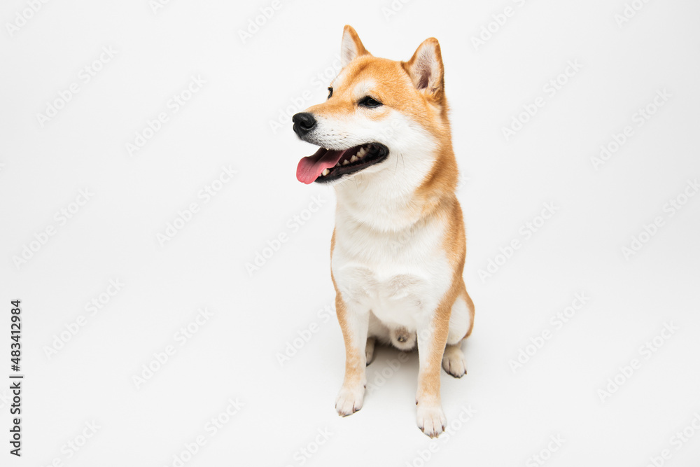shiba inu dog with open mouth looking away while sitting on light grey background