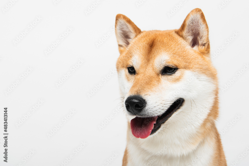 close up view of shiba inu dog with open mouth sticking out tongue isolated on light grey