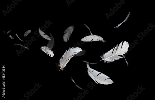 White Bird Feathers Floating in The Dark. Swan Feather on Black Background. 