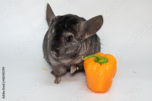 Grey nice chinchilla on white background. High quality photo photo