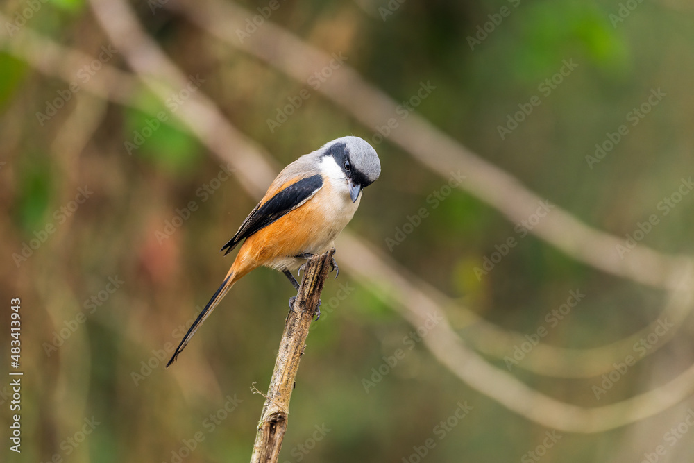 Naklejka premium Long Tailed Shrike perch on tree brunch
