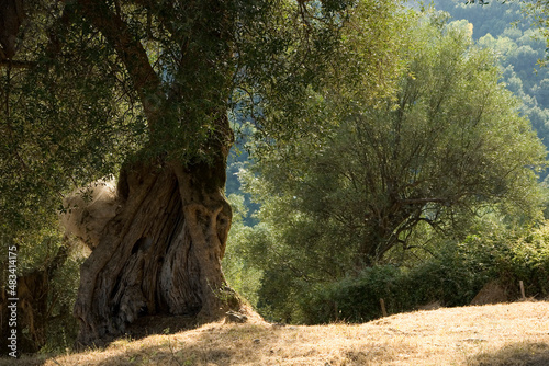 Old olive trees