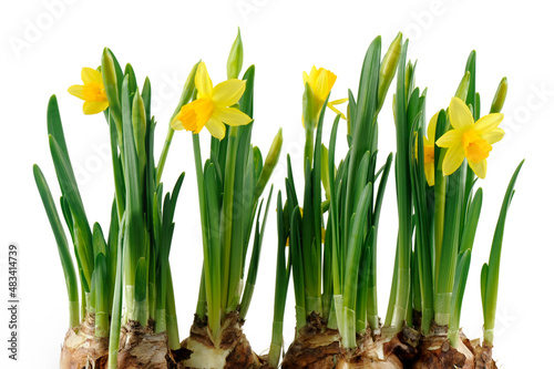 Plakat narcissus