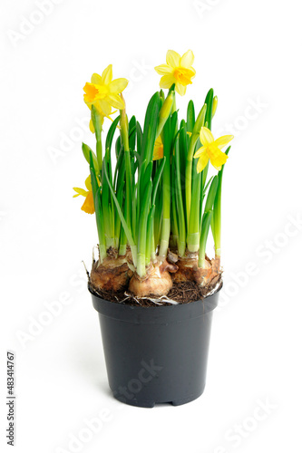 Plakat narcissus
