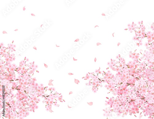 美しく華やかな満開の薄いピンク色の桜の花と花びら舞い散る春の白バックフレームベクター素材イラスト 