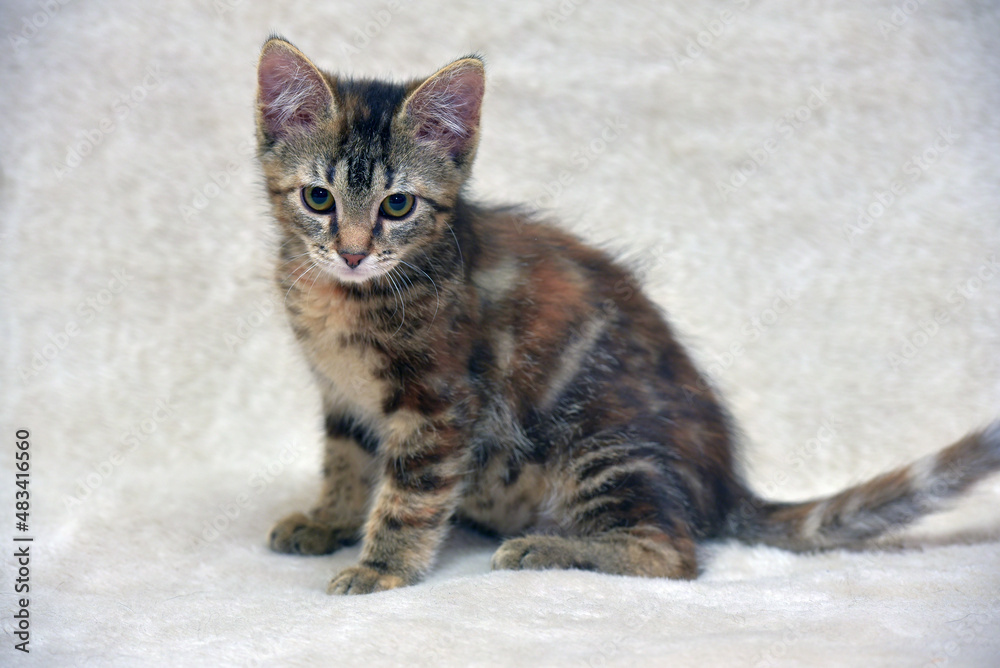 Fototapeta premium beautiful gray tabby marble kitten