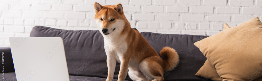Shiba inu dog looking at laptop while sitting on couch at home, banner