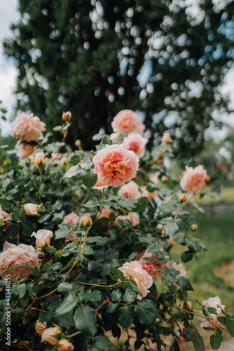 flowers in garden