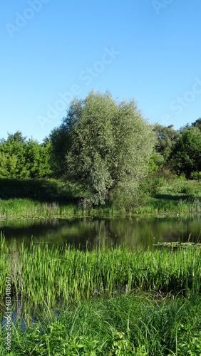 lake in the forest, lake in Russia, lake in province