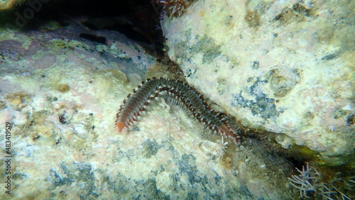 Bearded fireworm or green bristle worm, green fireworm (Hermodice carunculata) undersea, Aegean Sea, Greece, Syros island. Do not touch! Very dangerous.