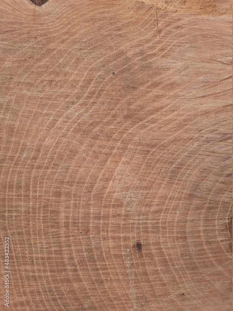 Fototapeta premium Jahresringe eines durchgeschnittenen Baumstamms