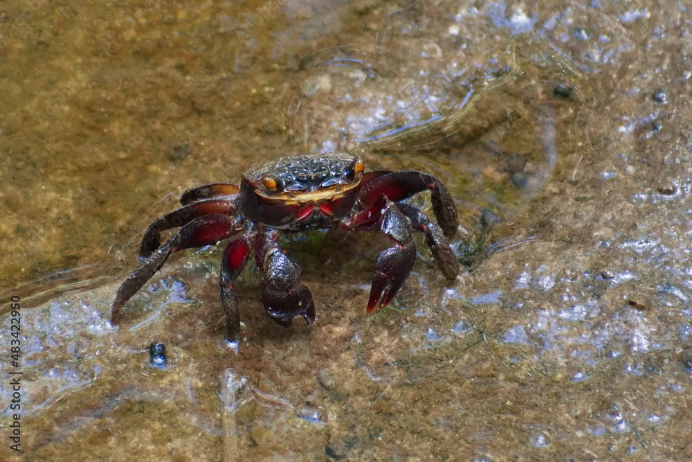Close-up of an Australian red mangrove crab