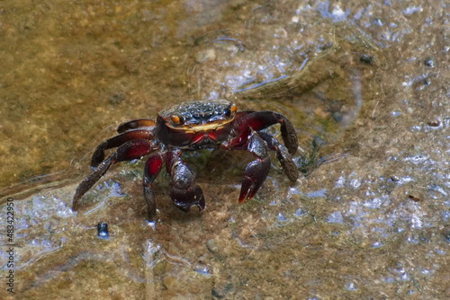 Close-up of an Australian red mangrove crab