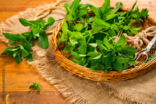 Close-up of a basket of fresh mint leaves on a table with scissors and string photo