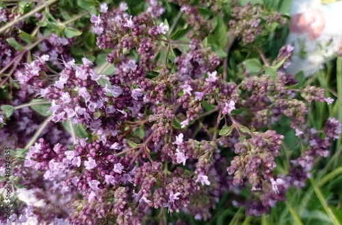 flowers in the garden