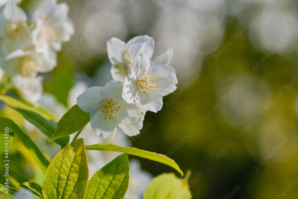 Beautiful white jasmine flowers on the bush in the garden on a blurred background. Shallow depth of field Beautiful white jasmine flowers on the bush in the garden on a blurred background. Shallow depth of field