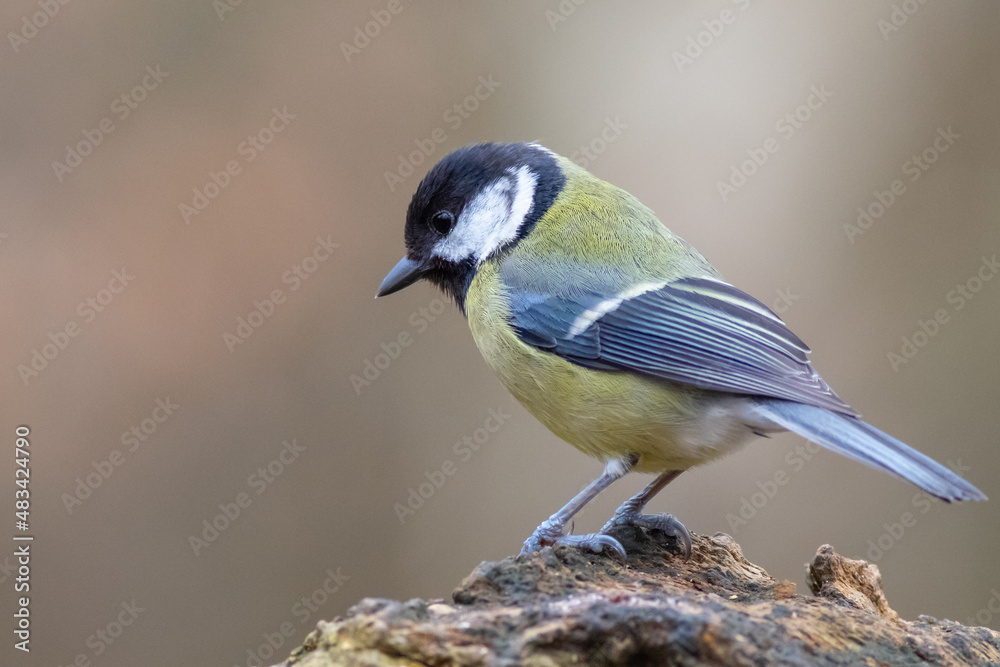 Great tit (Parus major)