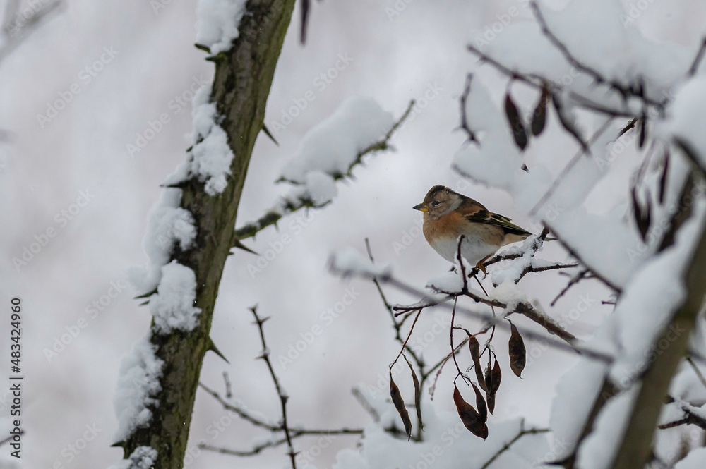 Ein Bergfink sitzt auf einen verschneiten Zweig Ein Bergfink sitzt auf einen verschneiten Zweig