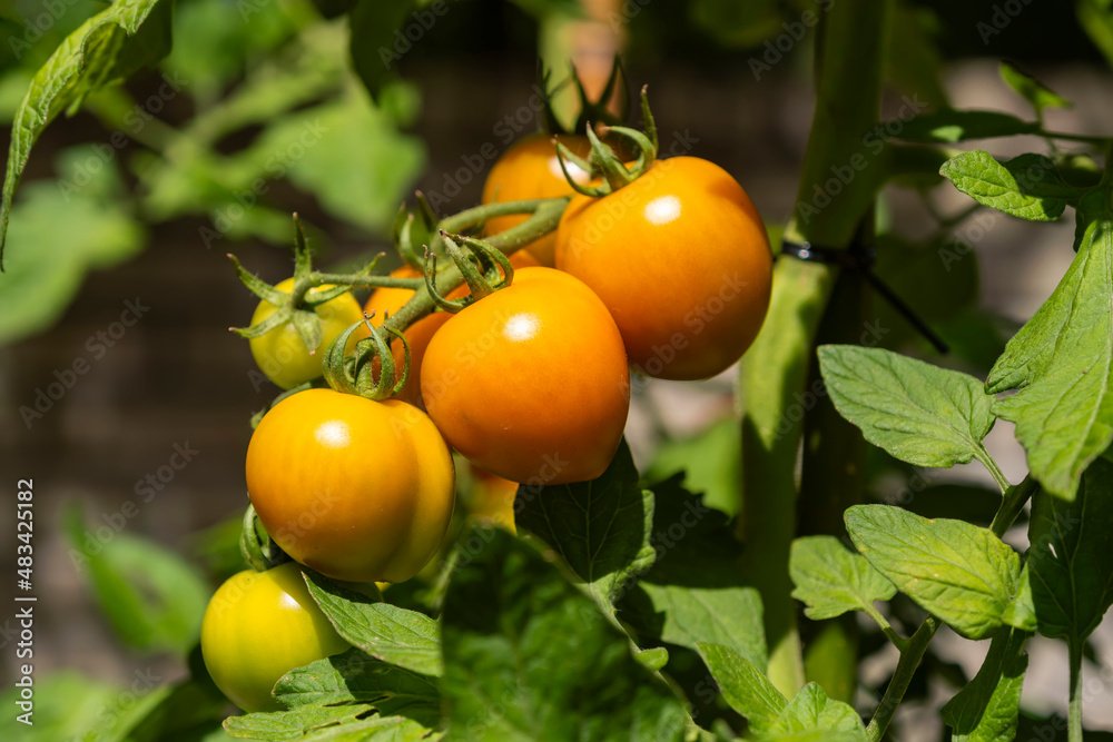 Close up of ripe yellow tomatoes on a bush outdoors