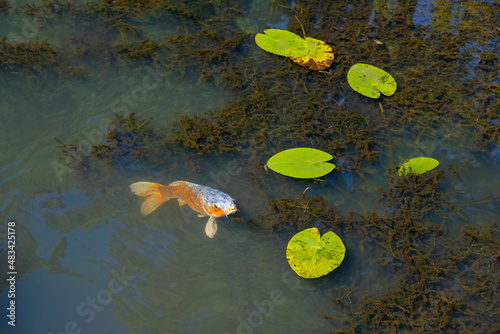 View of a pond with a single Koi swimming just below the surface of the water 